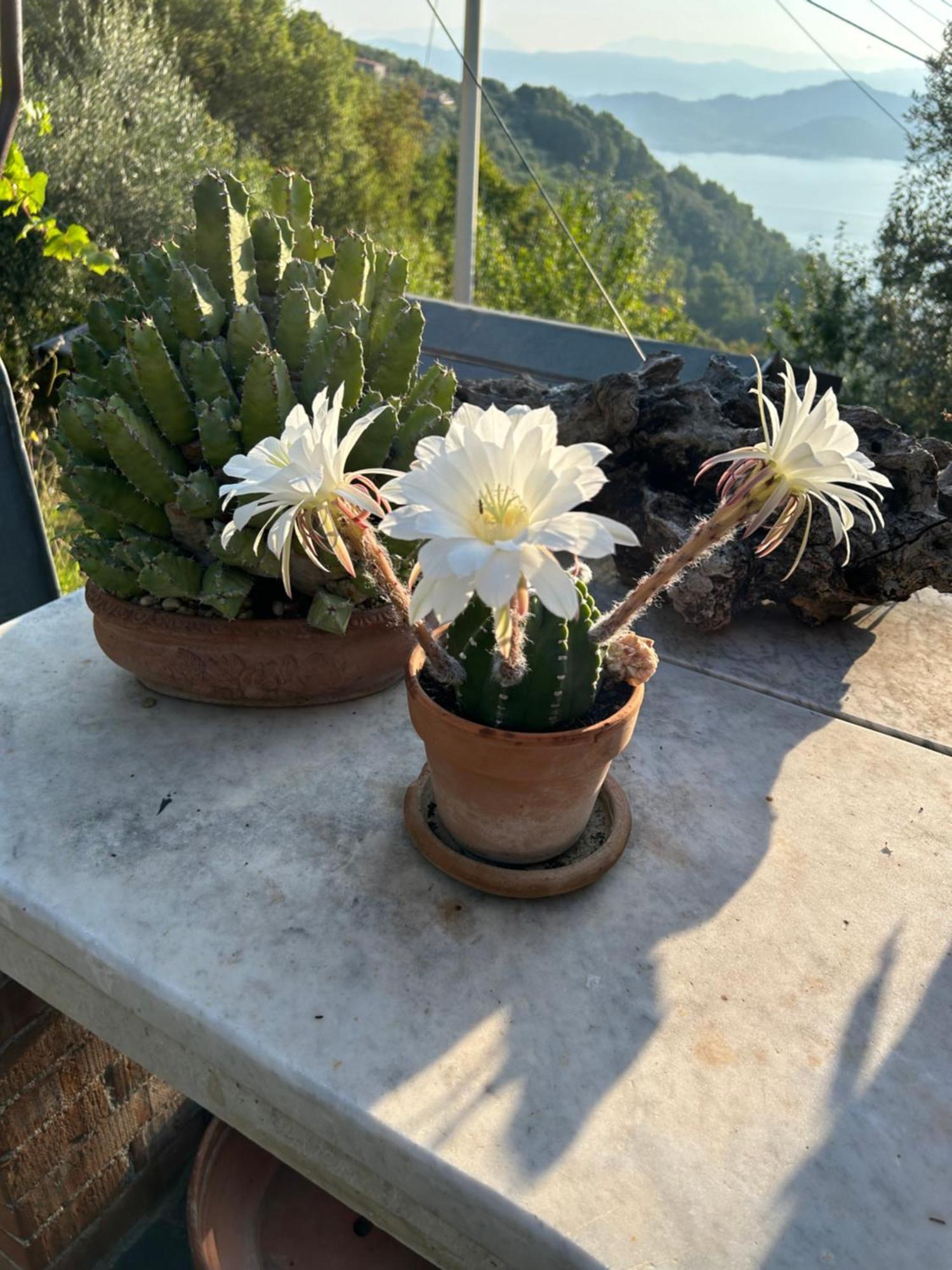 Tenuta Di Venere Pensión